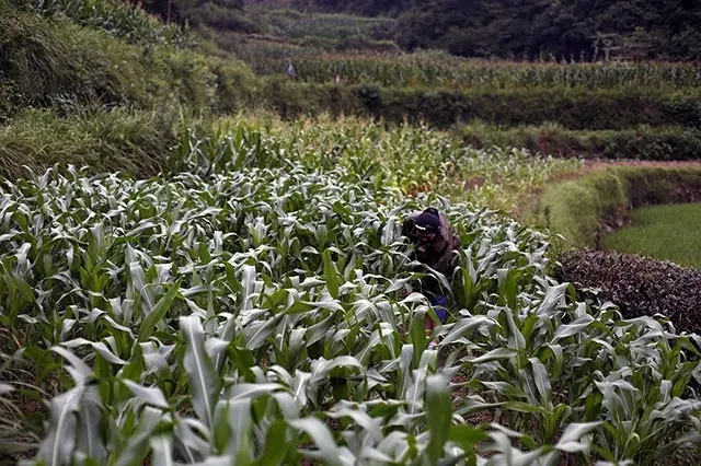 残疾夫妇19年养育弃婴 考上大学担忧双亲